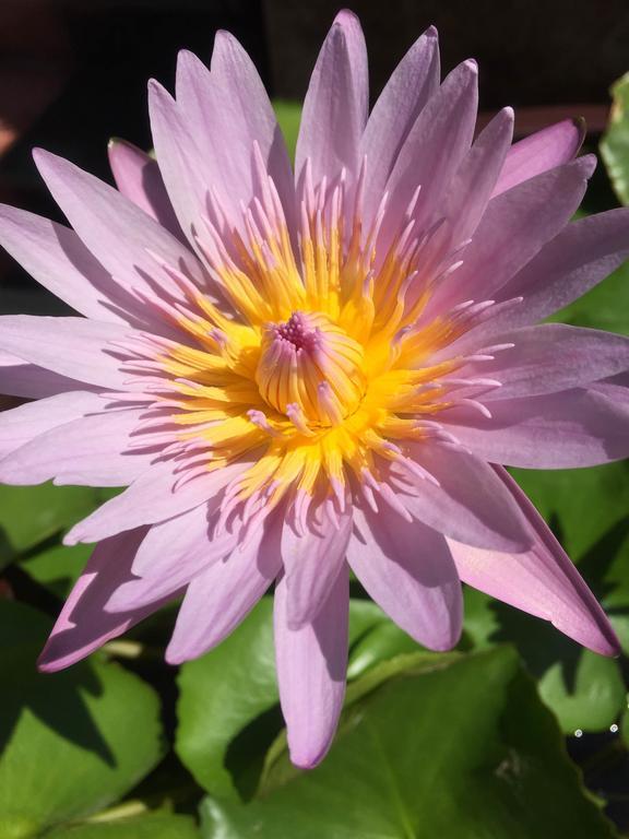 Iris De Villa Hoi An Zewnętrze zdjęcie